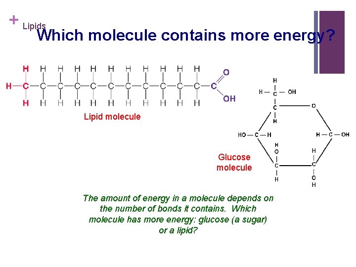 + Lipids Which molecule contains more energy? Lipid molecule Glucose molecule The amount of