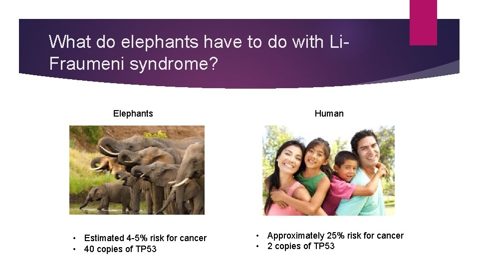 What do elephants have to do with Li. Fraumeni syndrome? Elephants • Estimated 4