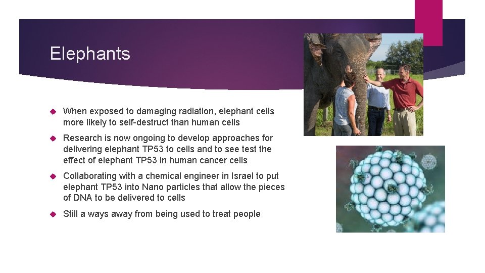 Elephants When exposed to damaging radiation, elephant cells more likely to self-destruct than human