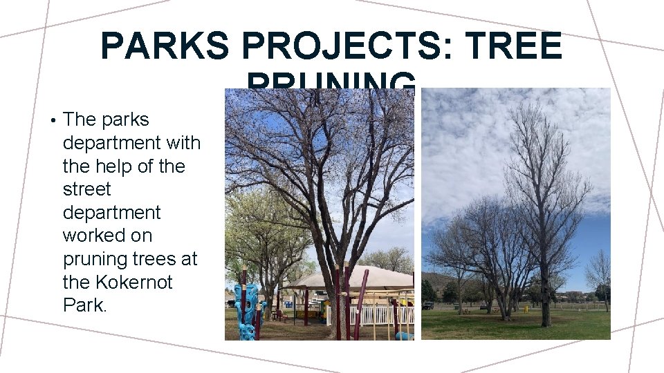 PARKS PROJECTS: TREE PRUNING • The parks department with the help of the street