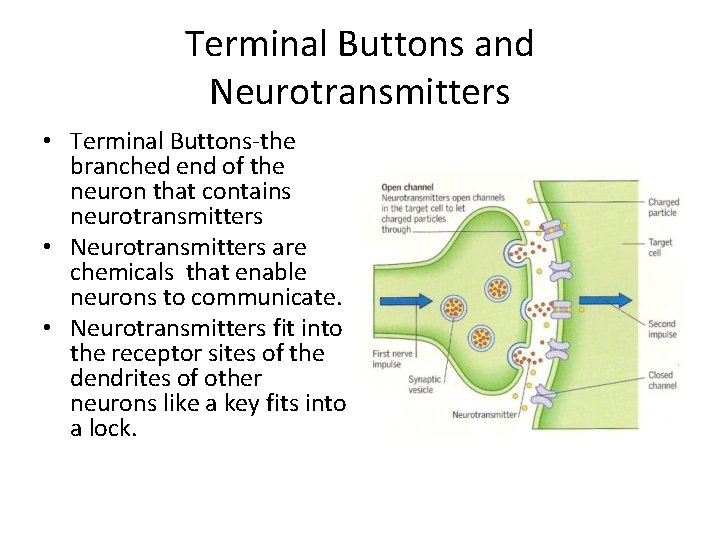 Terminal Buttons and Neurotransmitters • Terminal Buttons-the branched end of the neuron that contains