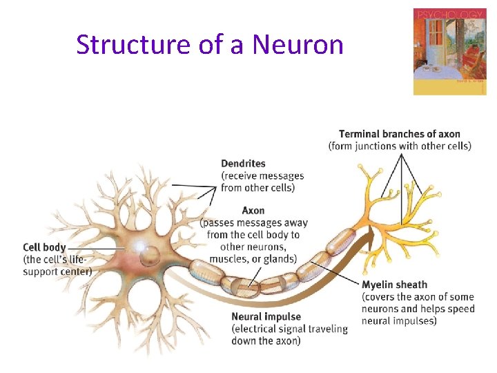 Structure of a Neuron 