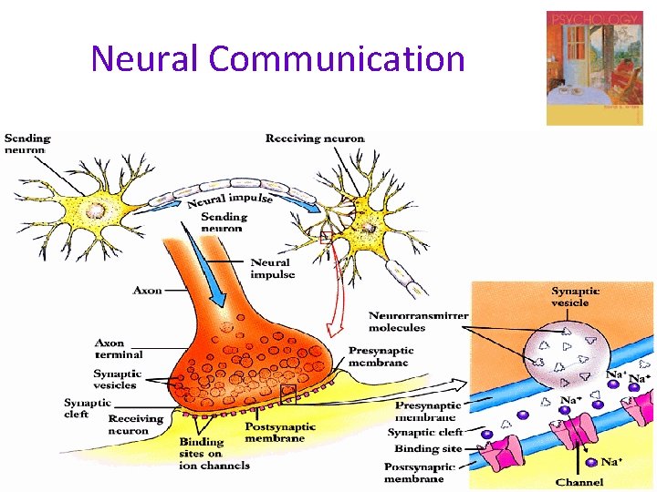 Neural Communication 