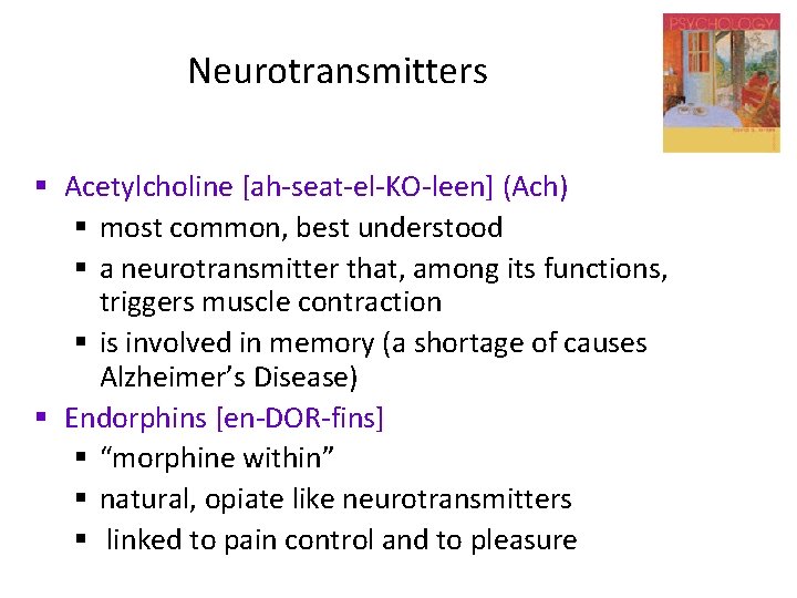Neurotransmitters § Acetylcholine [ah-seat-el-KO-leen] (Ach) § most common, best understood § a neurotransmitter that,