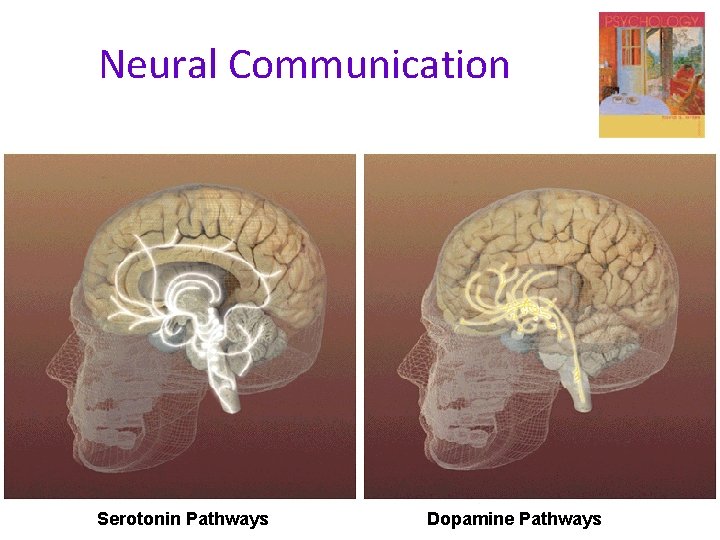 Neural Communication Serotonin Pathways Dopamine Pathways 