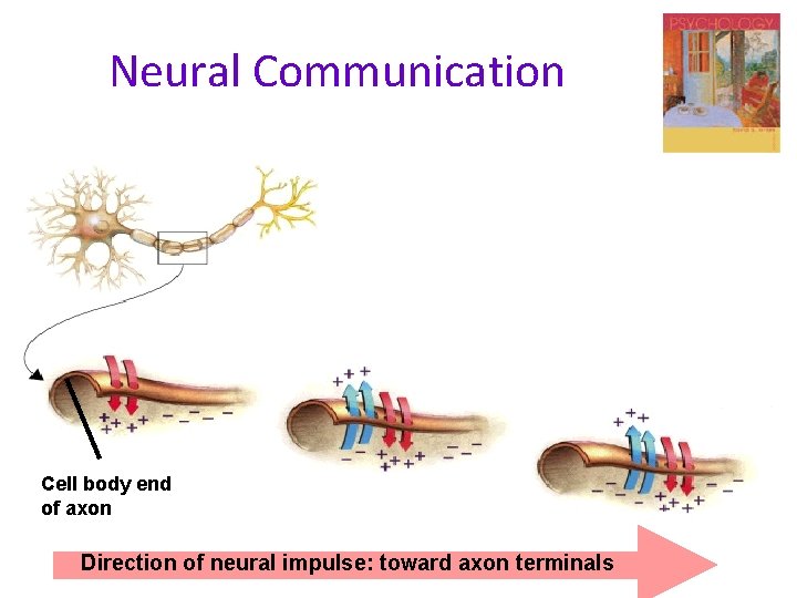 Neural Communication Cell body end of axon Direction of neural impulse: toward axon terminals