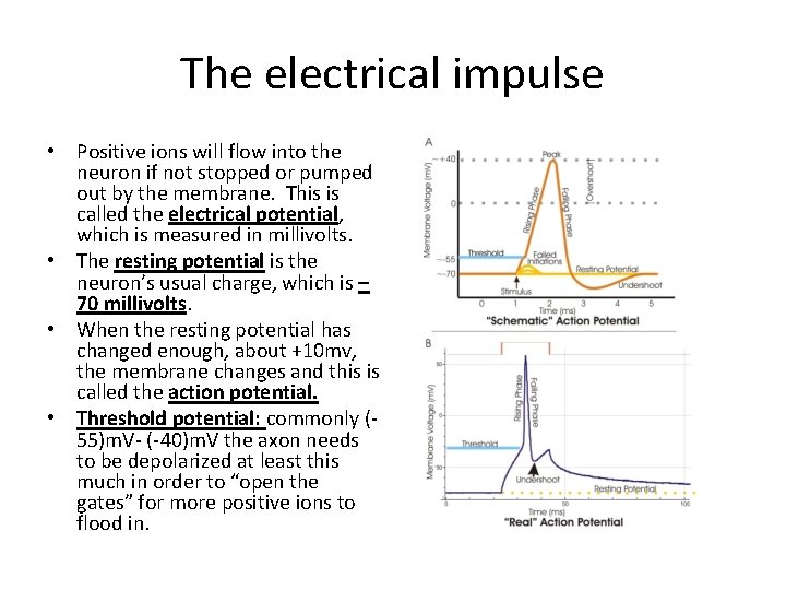 The electrical impulse • Positive ions will flow into the neuron if not stopped