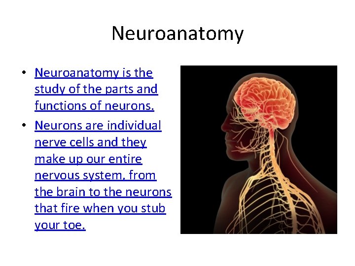 Neuroanatomy • Neuroanatomy is the study of the parts and functions of neurons. •