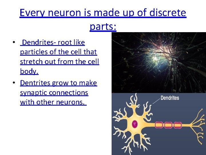 Every neuron is made up of discrete parts: • Dendrites- root like particles of Every neuron is made up of discrete parts: • Dendrites- root like particles of