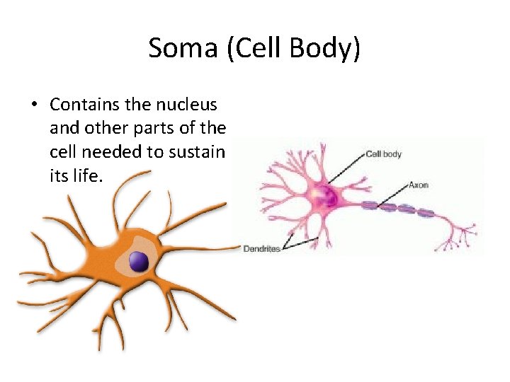 Soma (Cell Body) • Contains the nucleus and other parts of the cell needed