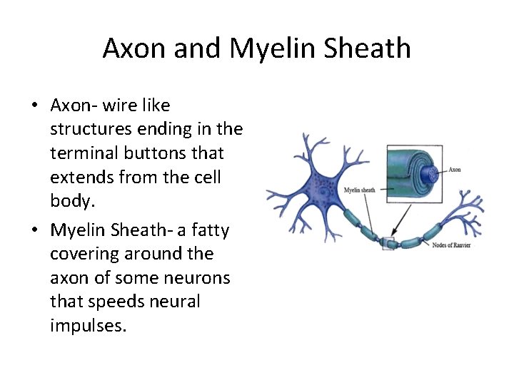 Axon and Myelin Sheath • Axon- wire like structures ending in the terminal buttons