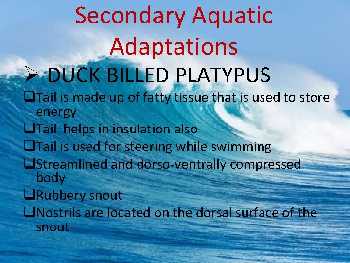 Secondary Aquatic Adaptations Ø DUCK BILLED PLATYPUS q. Tail is made up of fatty