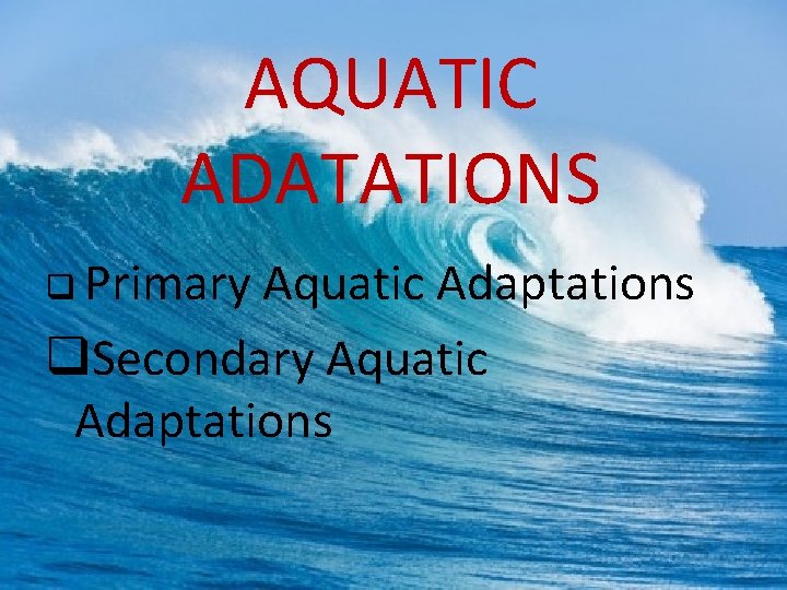 AQUATIC ADATATIONS q Primary Aquatic Adaptations q. Secondary Aquatic Adaptations 