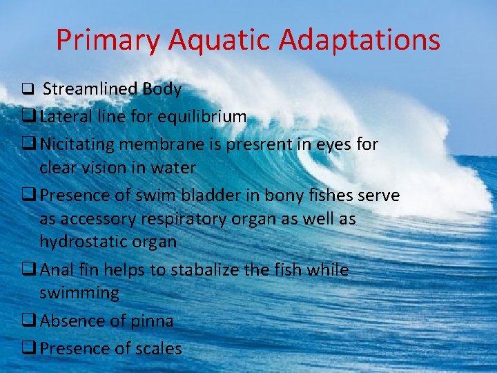 Primary Aquatic Adaptations q Streamlined Body q Lateral line for equilibrium q Nicitating membrane