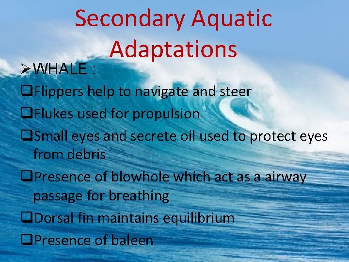 Secondary Aquatic Adaptations Ø WHALE : q. Flippers help to navigate and steer q.