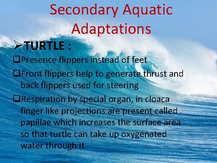 Secondary Aquatic Adaptations ØTURTLE : q. Presence flippers instead of feet q. Front flippers