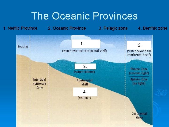 The Oceanic Provinces 1. Neritic Province 2. Oceanic Province 1. 1. 3. 4. 3.