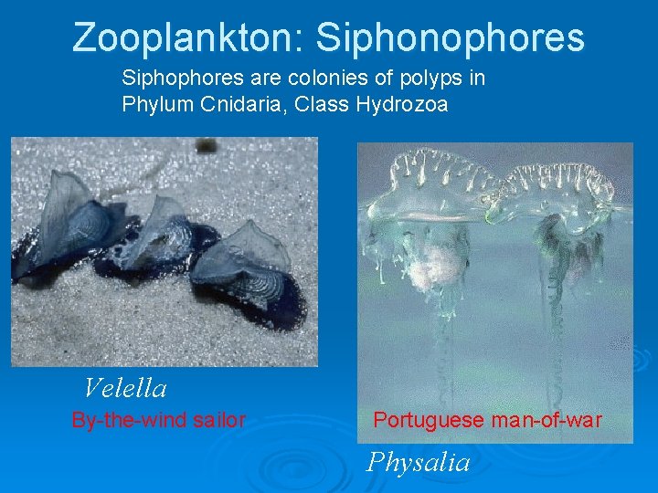 Zooplankton: Siphonophores Siphophores are colonies of polyps in Phylum Cnidaria, Class Hydrozoa Velella By-the-wind