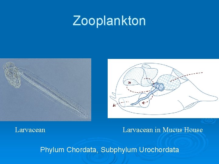 Zooplankton Larvacean in Mucus House Phylum Chordata, Subphylum Urochordata 