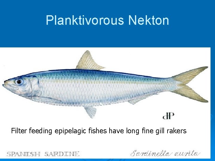 Planktivorous Nekton Filter feeding epipelagic fishes have long fine gill rakers 