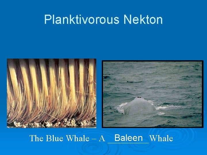 Planktivorous Nekton Baleen The Blue Whale – A _____Whale 