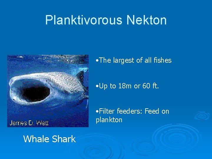 Planktivorous Nekton • The largest of all fishes • Up to 18 m or