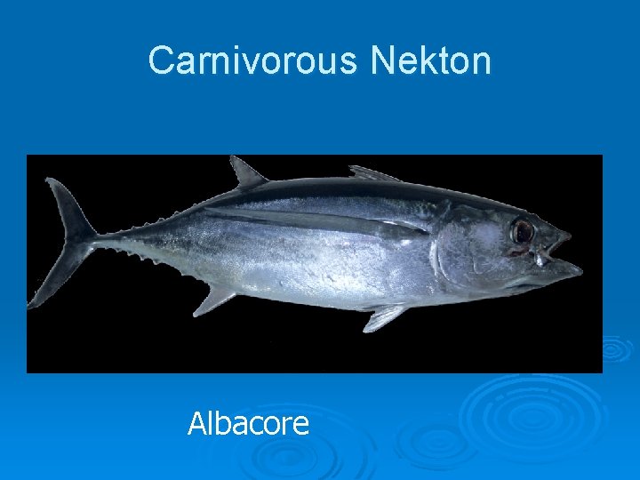 Carnivorous Nekton Albacore 
