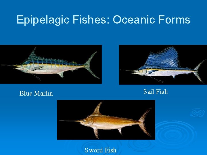 Epipelagic Fishes: Oceanic Forms Sail Fish Blue Marlin Sword Fish 