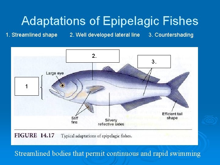 Adaptations of Epipelagic Fishes 1. Streamlined shape 2. Well developed lateral line 22. 3.