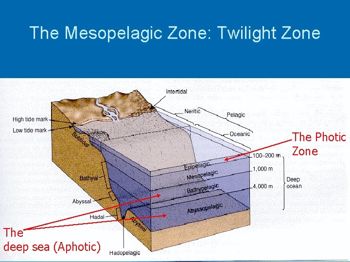 The Mesopelagic Zone: Twilight Zone The Photic Zone The deep sea (Aphotic) 