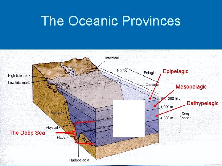 The Oceanic Provinces Epipelagic Mesopelagic Bathypelagic The Deep Sea 