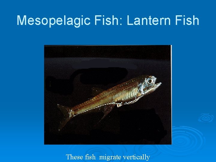 Mesopelagic Fish: Lantern Fish These fish migrate vertically 