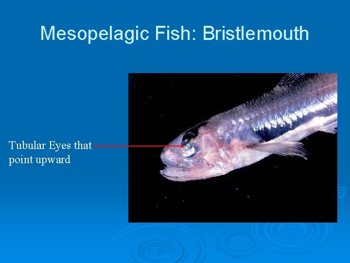 Mesopelagic Fish: Bristlemouth Tubular Eyes that point upward 