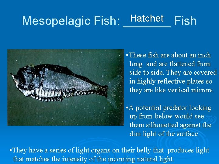 Hatchet Fish Mesopelagic Fish: _______ • These fish are about an inch long and