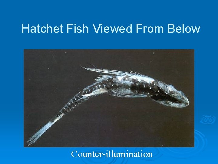 Hatchet Fish Viewed From Below Counter-illumination 