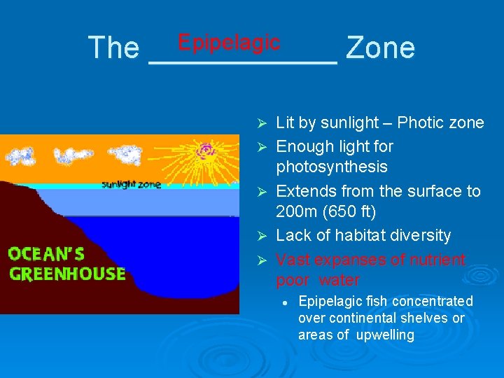 Epipelagic The ______ Zone Ø Ø Ø Lit by sunlight – Photic zone Enough