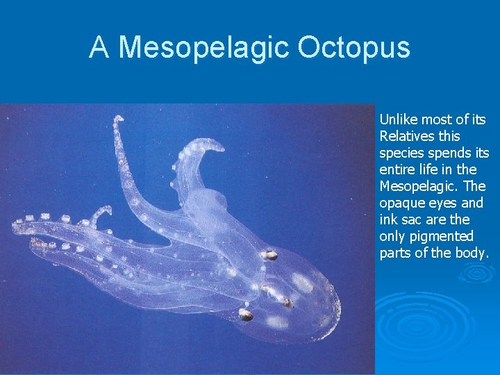 A Mesopelagic Octopus Unlike most of its Relatives this species spends its entire life
