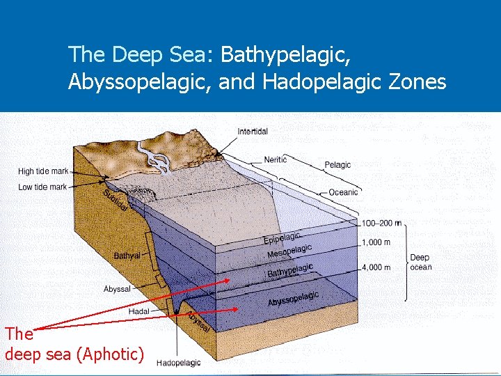 The Deep Sea: Bathypelagic, Abyssopelagic, and Hadopelagic Zones The deep sea (Aphotic) 