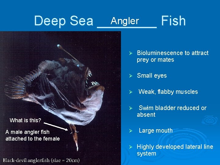 Angler Deep Sea ____ Fish Ø Bioluminescence to attract prey or mates Ø Small