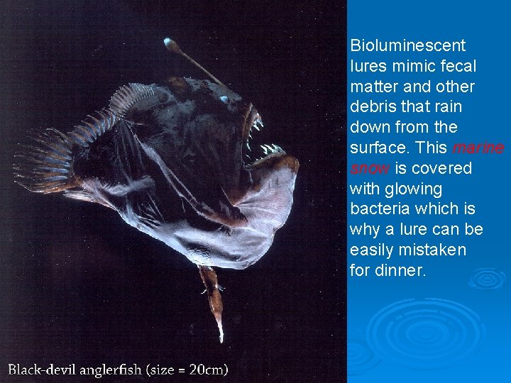 Bioluminescent lures mimic fecal matter and other debris that rain down from the surface.