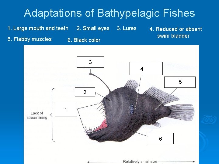 Adaptations of Bathypelagic Fishes 1. Large mouth and teeth 5. Flabby muscles 2. Small