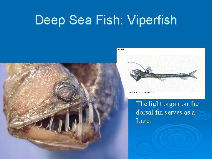 Deep Sea Fish: Viperfish The light organ on the dorsal fin serves as a