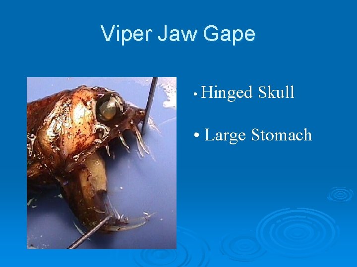 Viper Jaw Gape • Hinged Skull • Large Stomach 