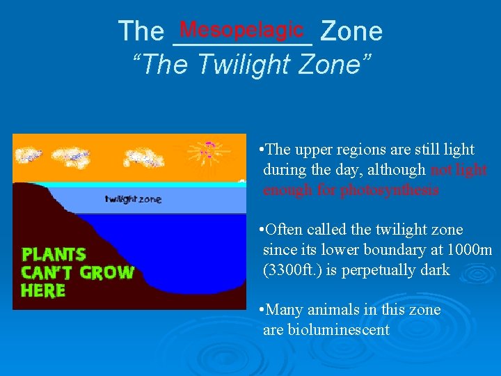 Mesopelagic Zone The _____ “The Twilight Zone” • The upper regions are still light