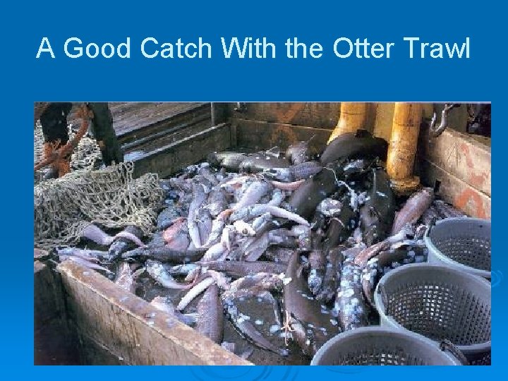 A Good Catch With the Otter Trawl 