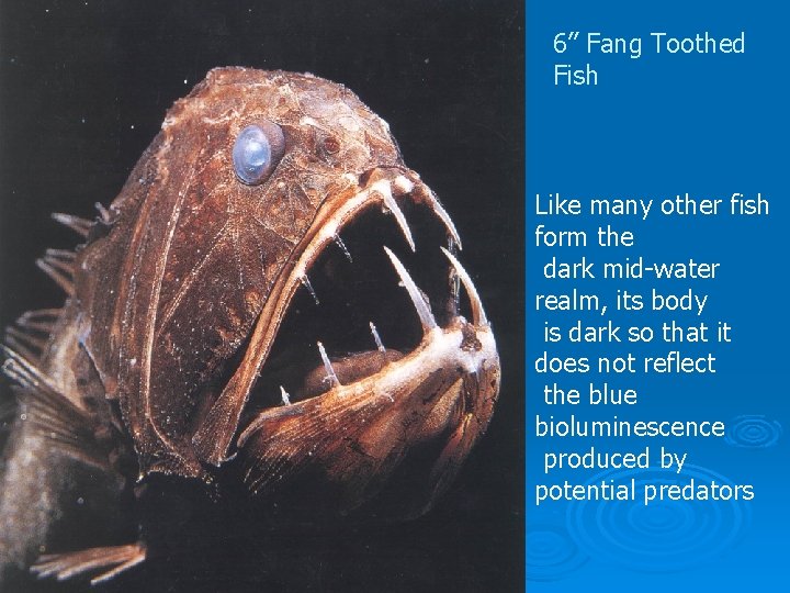 6” Fang Toothed Fish Like many other fish form the dark mid-water realm, its