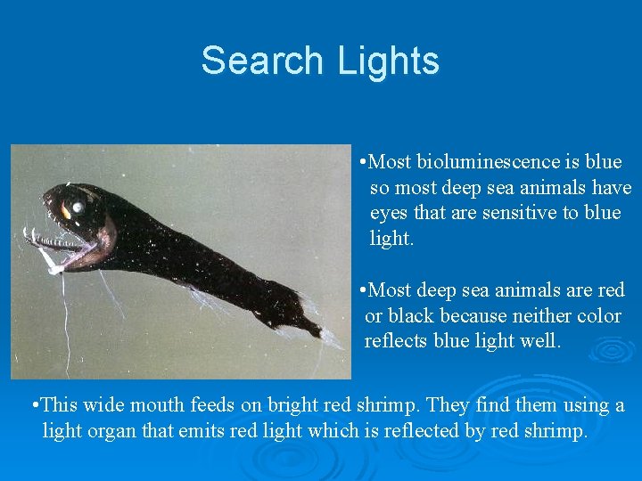 Search Lights • Most bioluminescence is blue so most deep sea animals have eyes