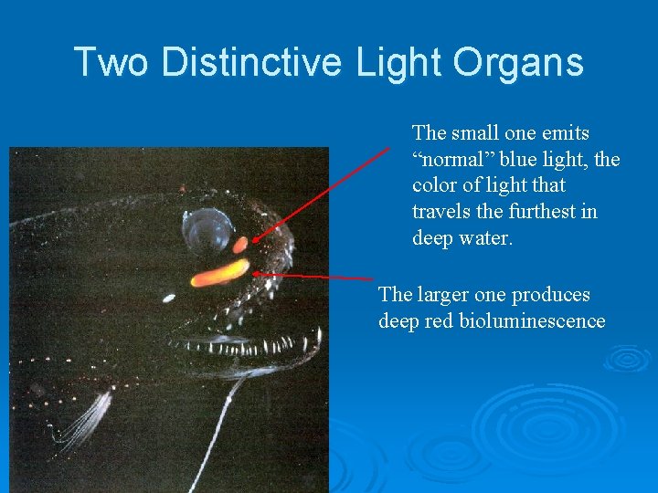 Two Distinctive Light Organs The small one emits “normal” blue light, the color of