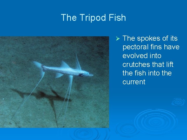 The Tripod Fish Ø The spokes of its pectoral fins have evolved into crutches