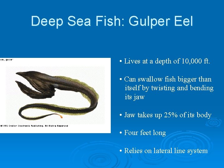 Deep Sea Fish: Gulper Eel • Lives at a depth of 10, 000 ft.